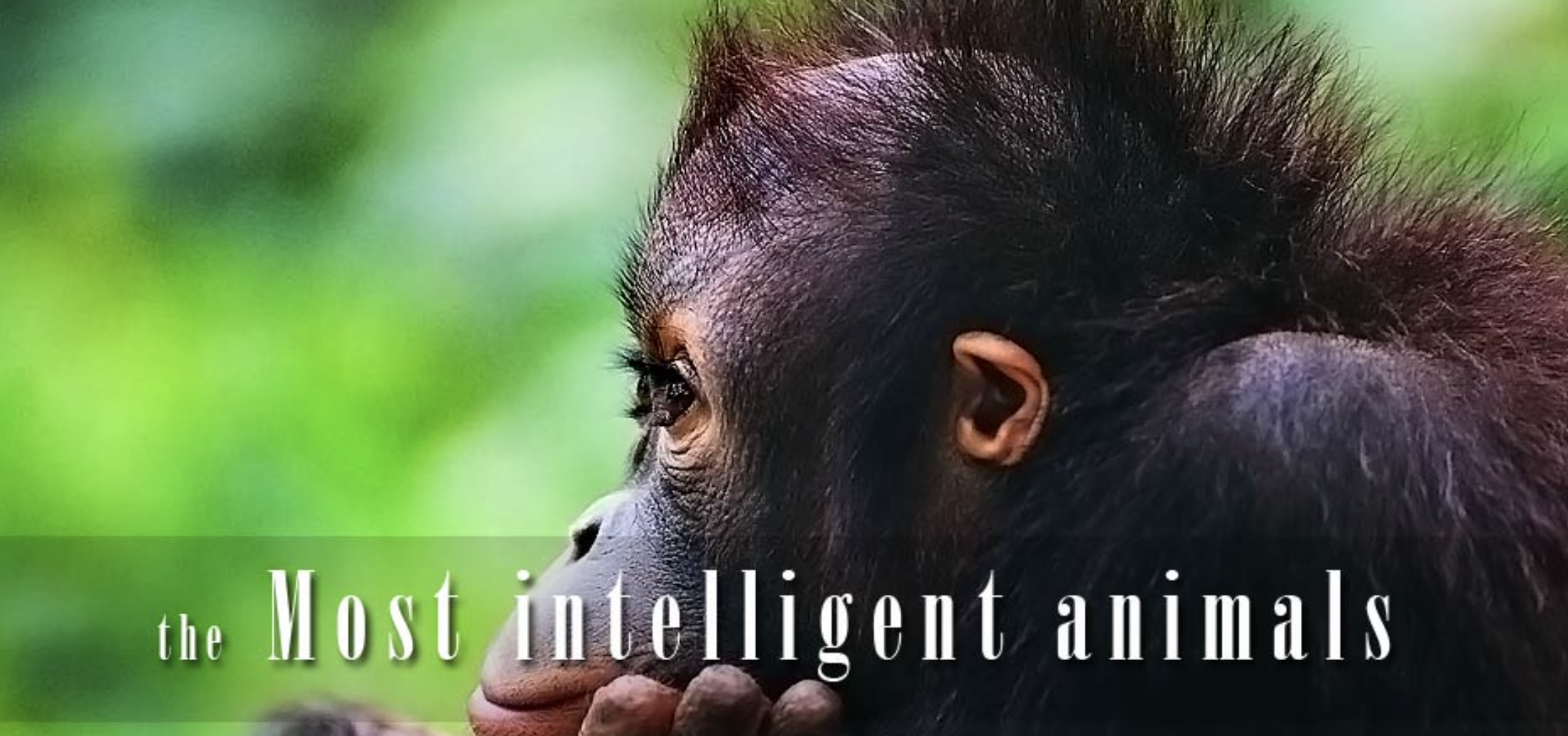 The Smartest Animals in the World